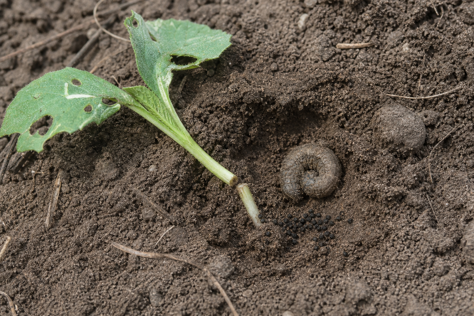 Traces et indices