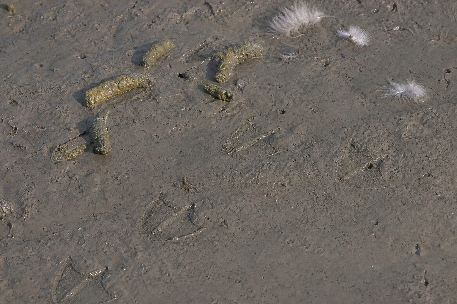 Traces et indices
