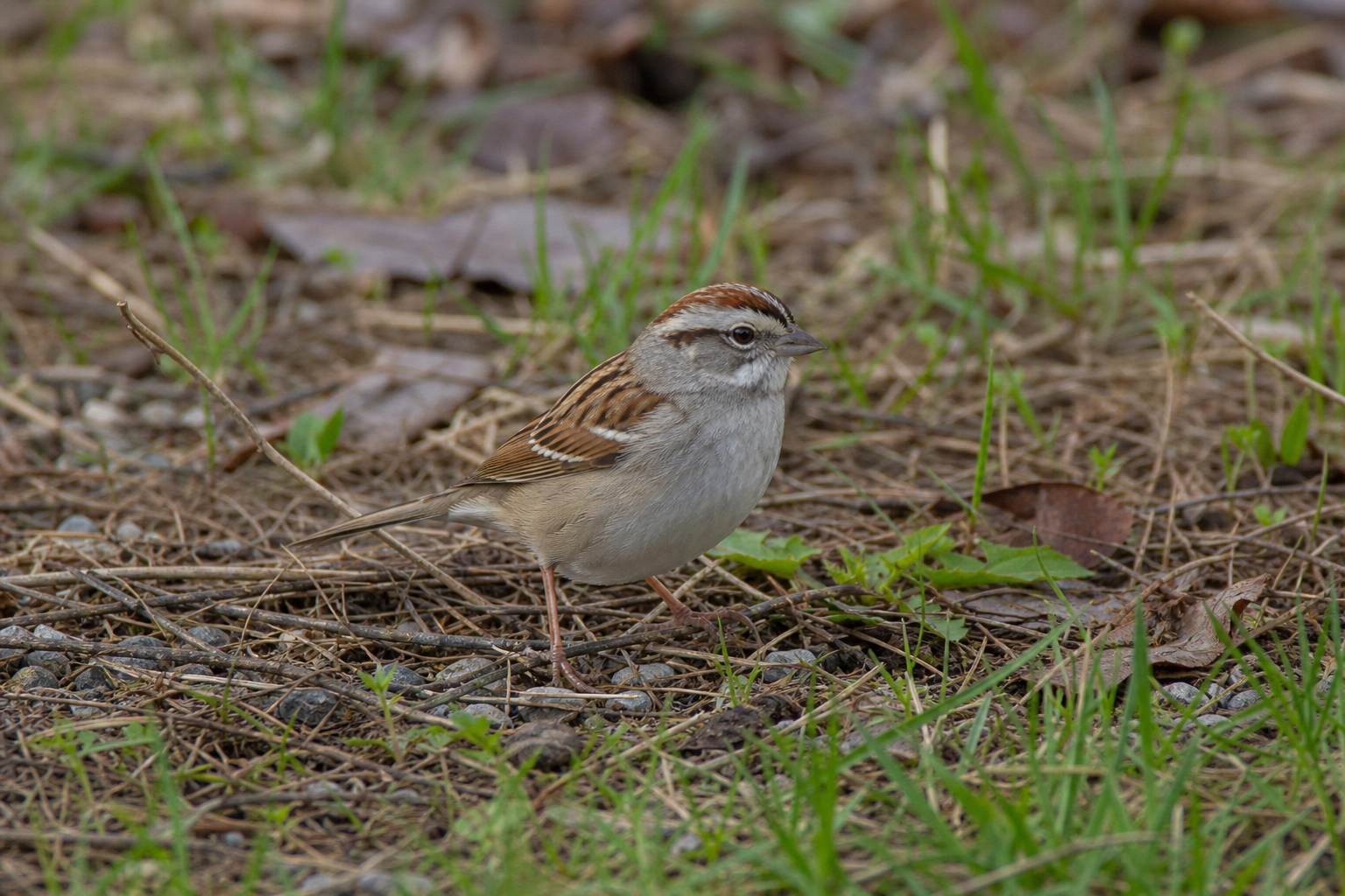 Bruant familier adulte à calotte rousse et poitrine grise unie, perché sur une branche de conifère.