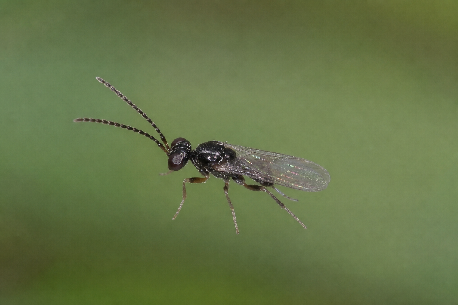 Anagrus ustulatus au Québec