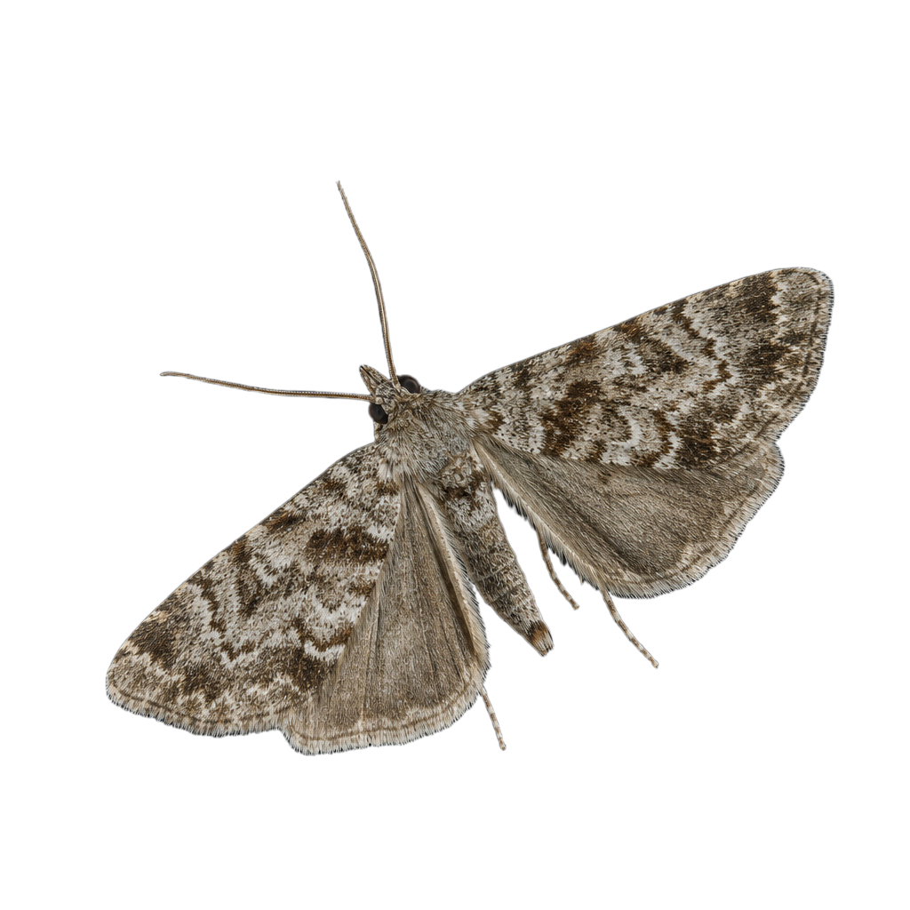 Asterocampa celtis au Québec