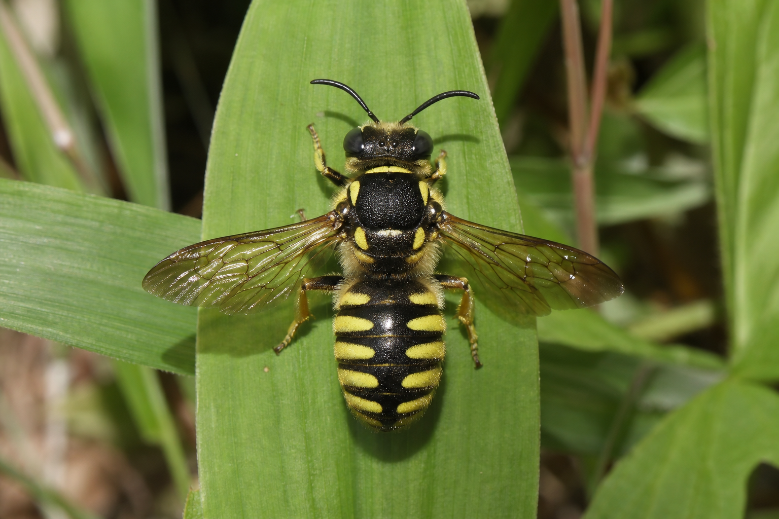 Anthidium oblongatum au Québec