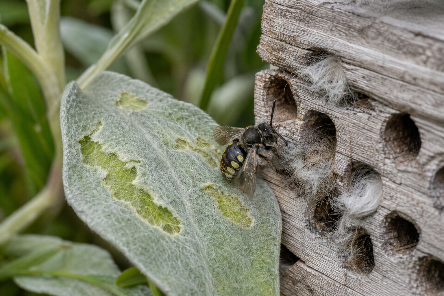 Traces et indices de Anthidium oblongatum