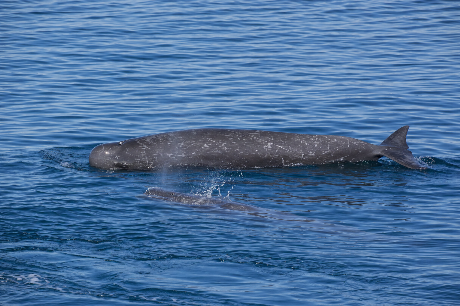 Baleine à bec commune en surface, au front bombé et au rostre court, dans les eaux froides du Saint-Laurent.