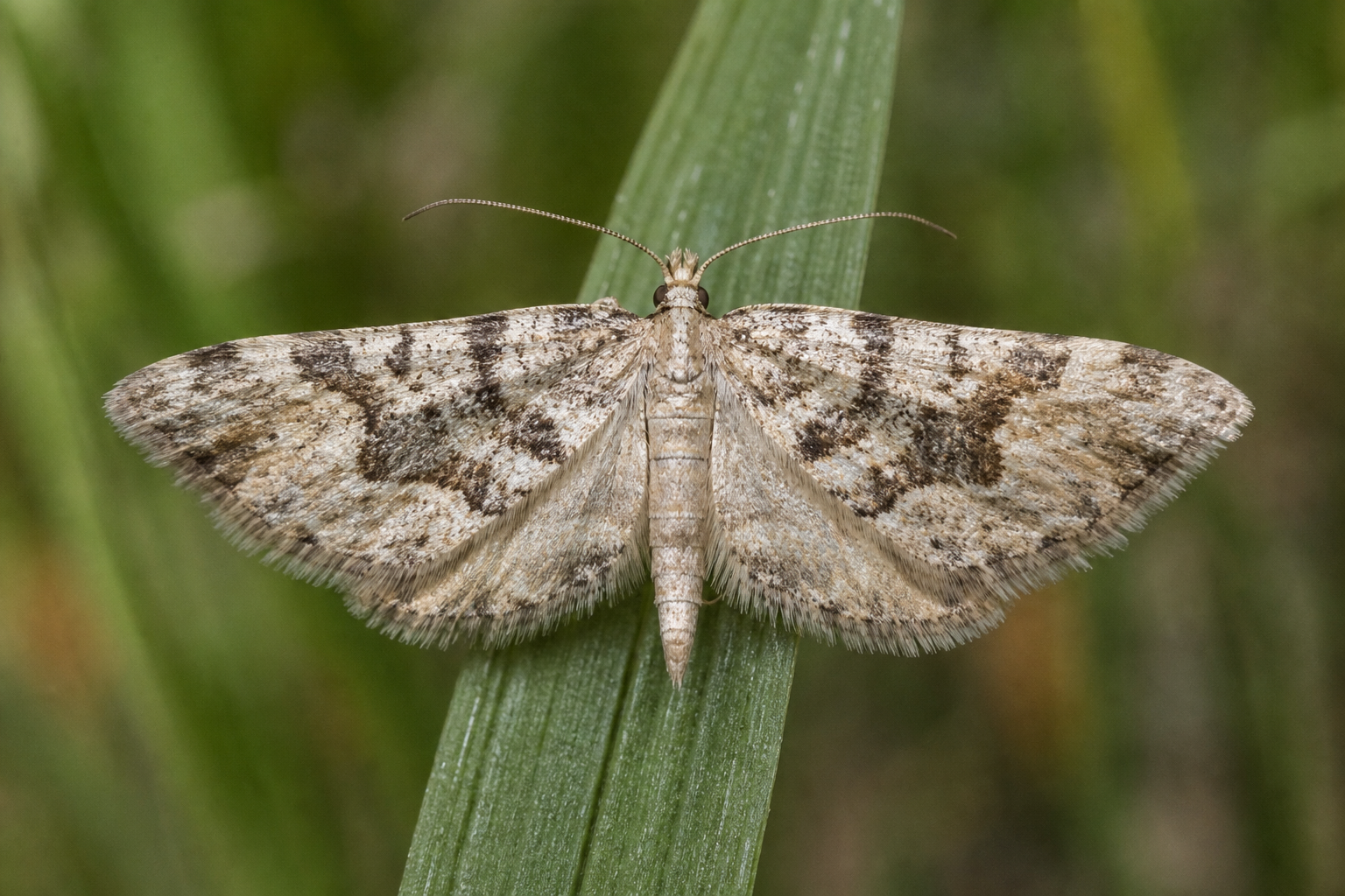 Amydria effrentella au Québec