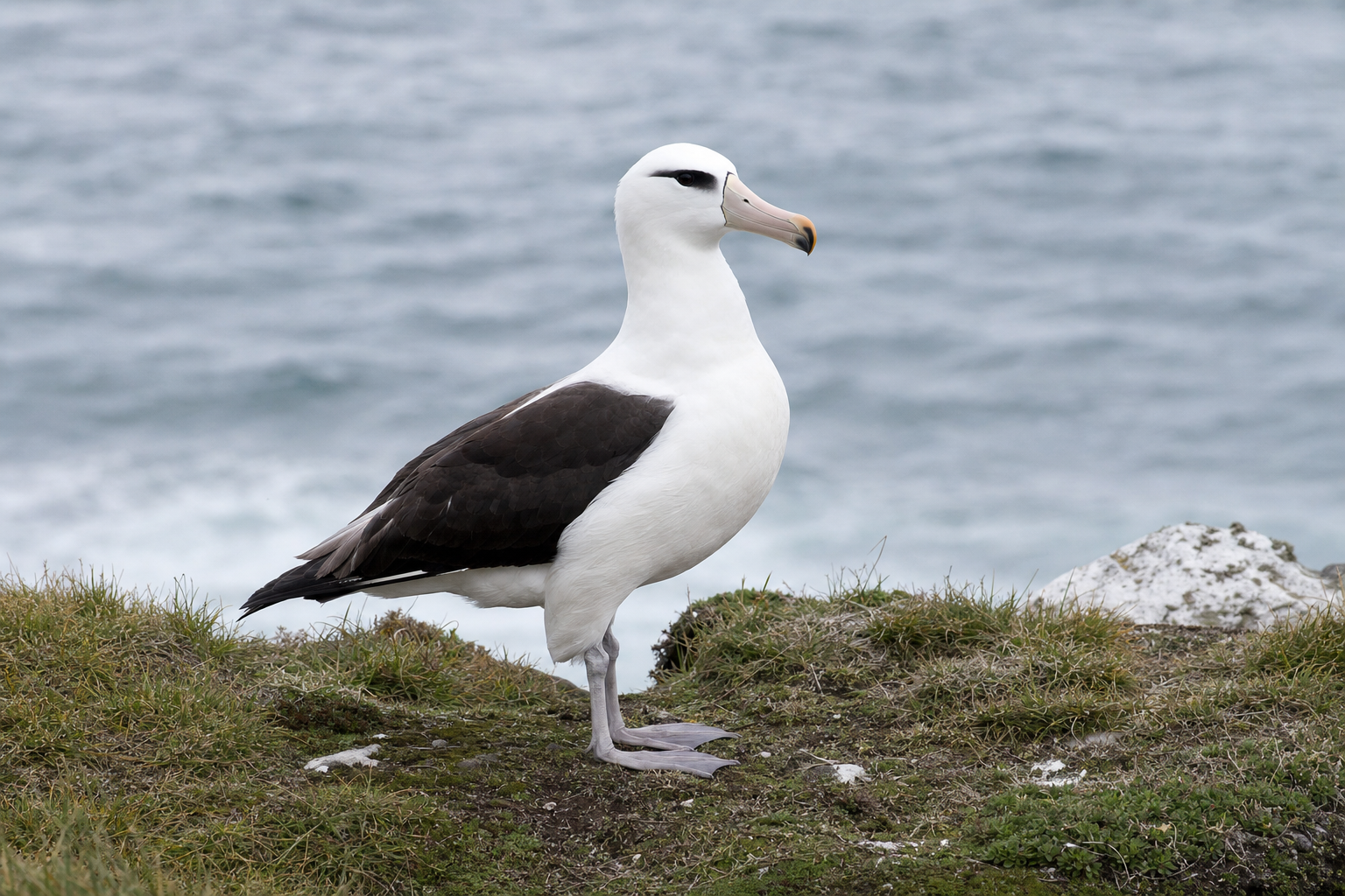 Albatros à sourcils noirs au Québec