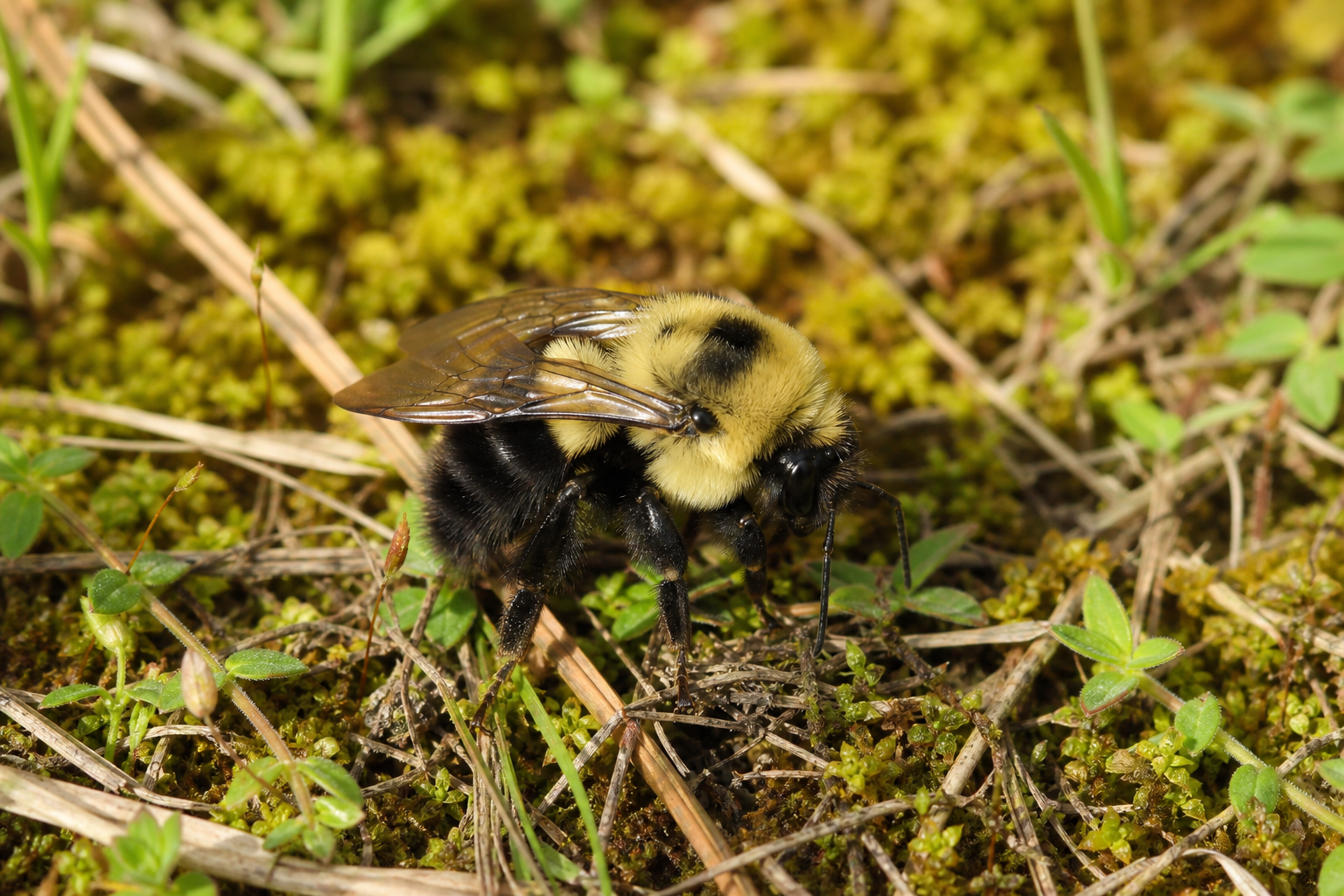 Bourdon fébrile (Bombus impatiens), insecte trapu et velu aux bandes jaunes et noires, posé sur une fleur.