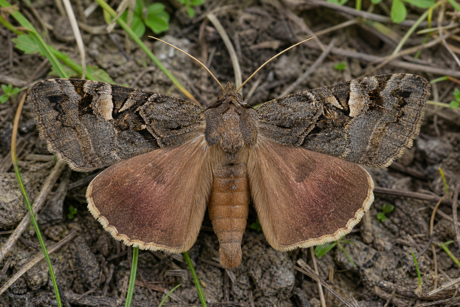 Anagrapha falcifera au Québec