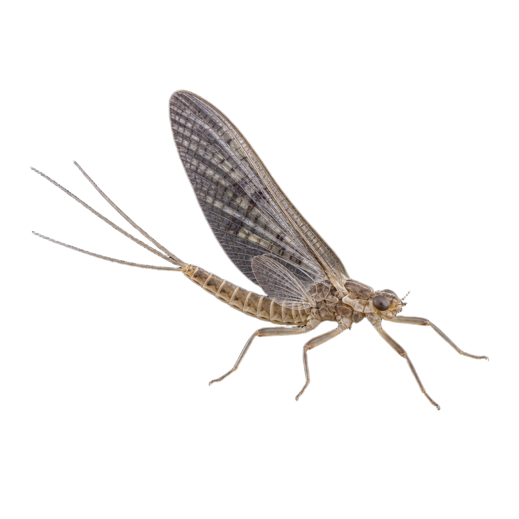 Baetisca laurentina au Québec