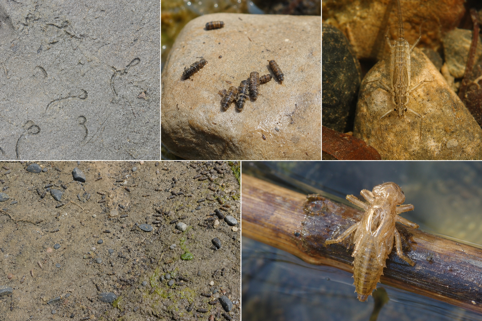 Traces et indices