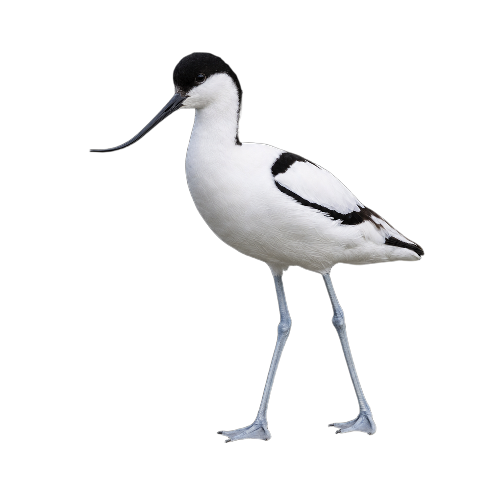Avocette ruban, poisson marin au corps en ruban très allongé et aux longues mâchoires effilées.