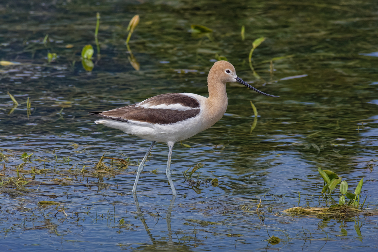Avocette ruban, poisson marin au corps en ruban très allongé et aux longues mâchoires effilées.