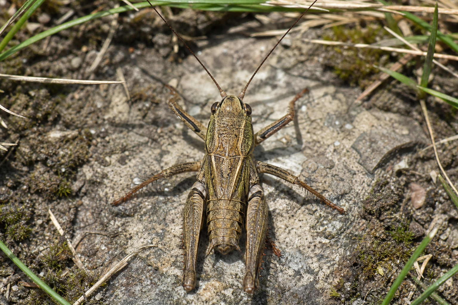 Alaptus immaturus au Québec