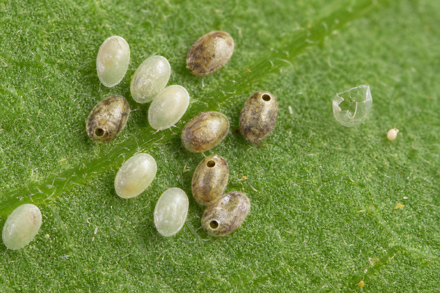 Traces et indices de Alaptus immaturus