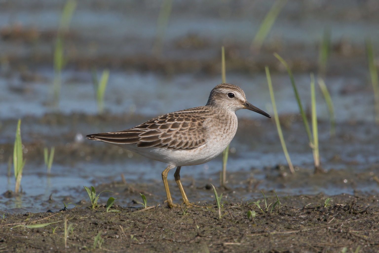 Bécasseau à poitrine cendrée au plumage brun roux, à la poitrine rayée nettement délimitée sur un ventre blanc et aux pattes jaune verdâtre.