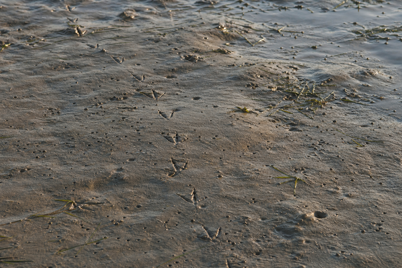 Traces et indices de Bécasseau à poitrine cendrée