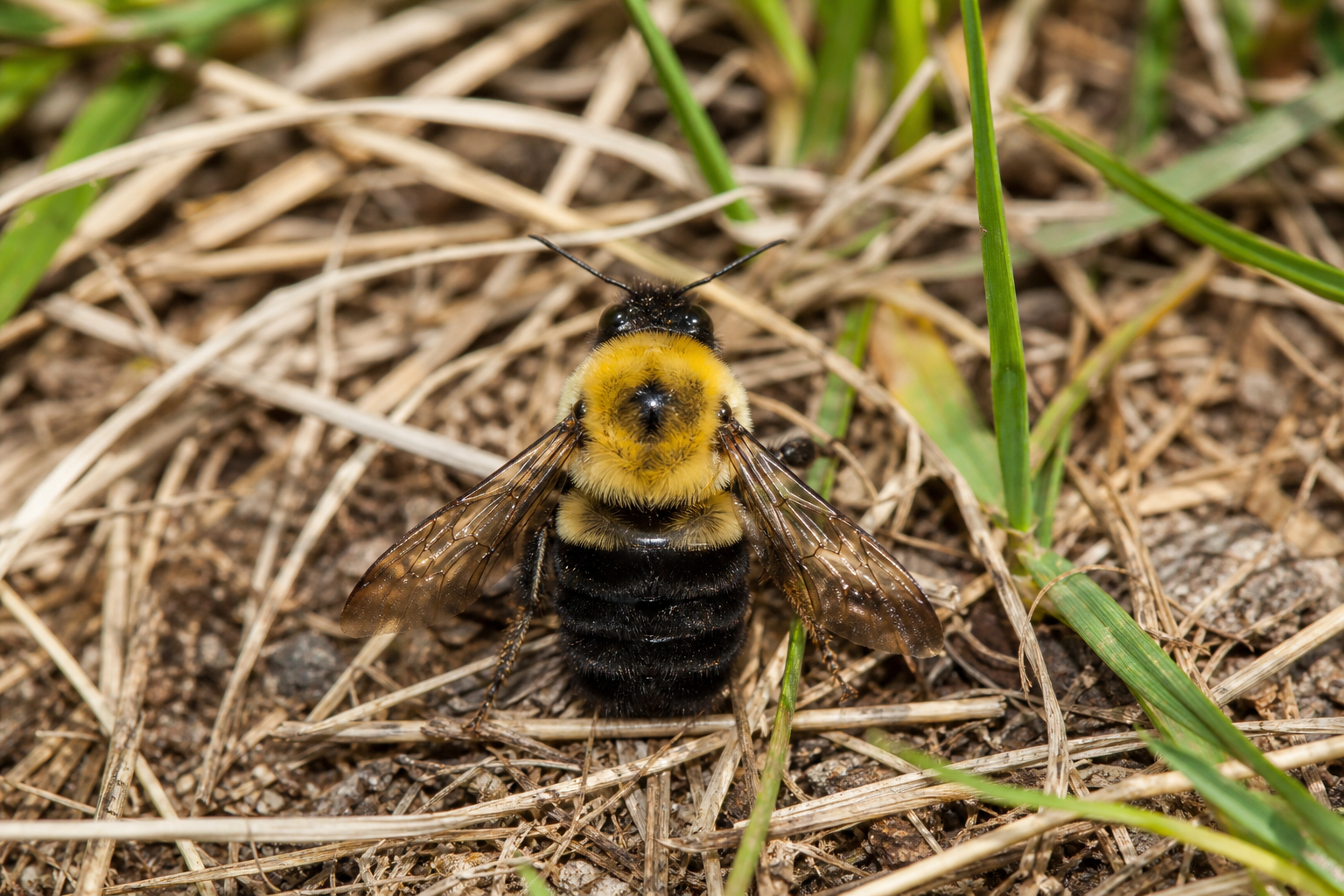 Bourdon ardent (Bombus fervidus) à pilosité jaune dense butinant une fleur en prairie.