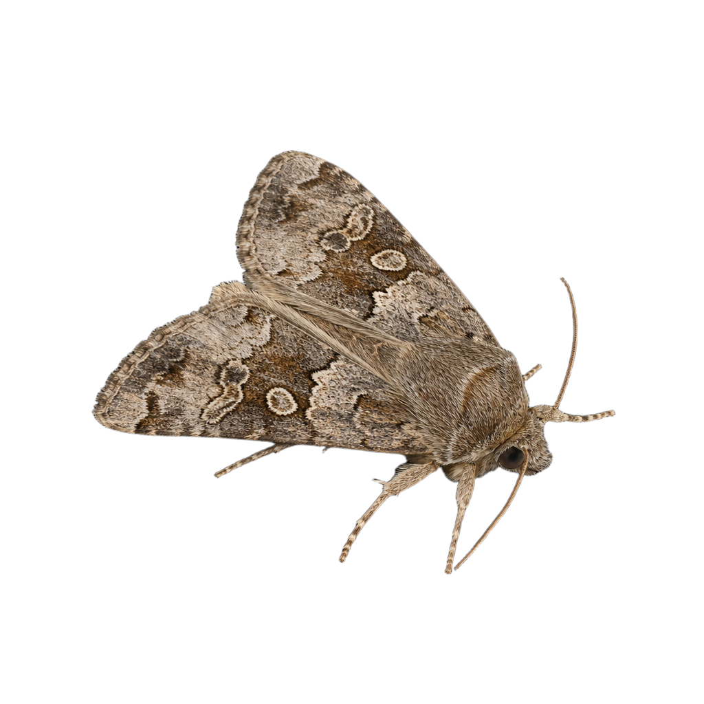 Apamea zeta au Québec