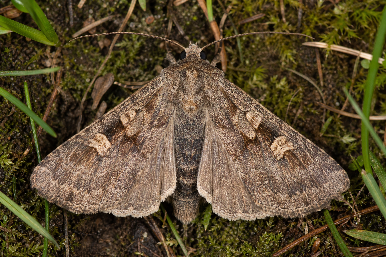 Apamea zeta au Québec