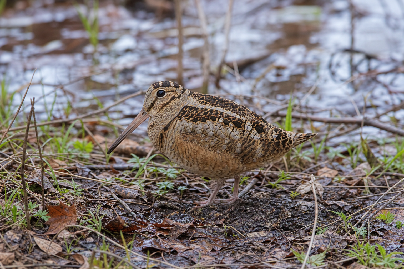 Bécasse d'Amérique au plumage brun roux marbré, long bec droit et grands yeux placés haut sur la tête, posée sur une litière de feuilles mortes.
