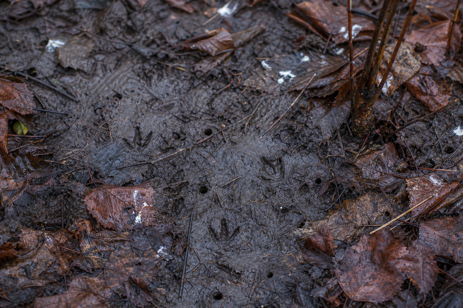Traces et indices de Bécasse d'Amérique