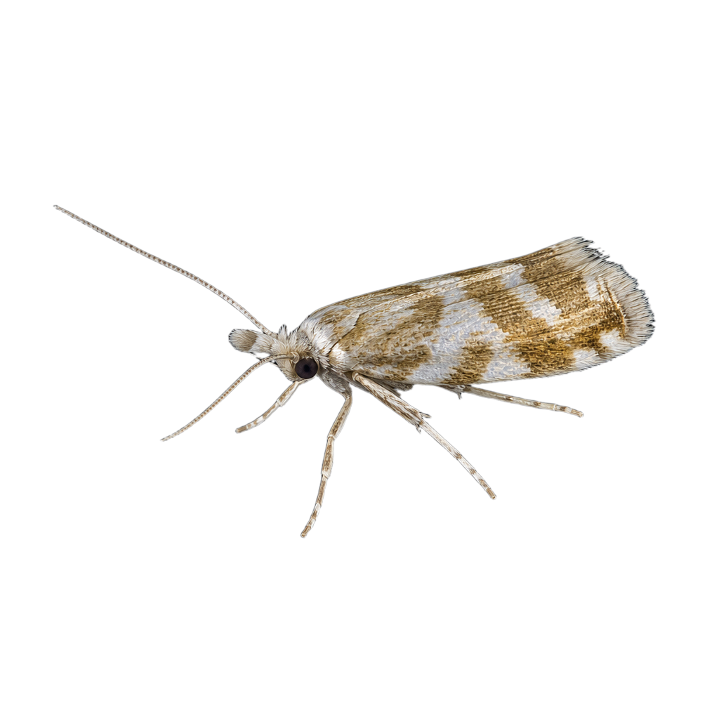 Petit papillon nocturne de la famille des Noctuidés, aux ailes grises marquées de fines lignes sombres, posé ailes en toit.