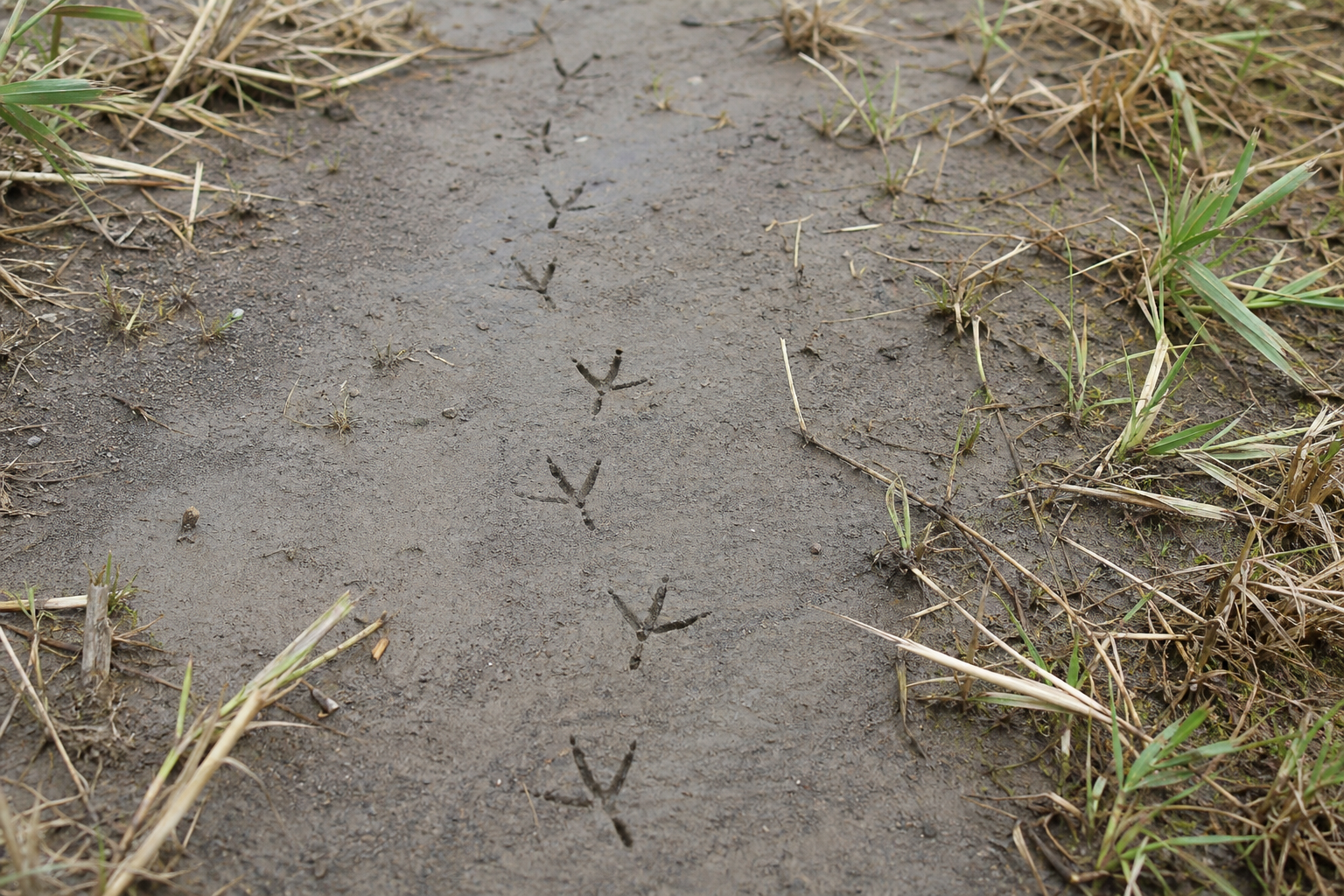 Traces et indices