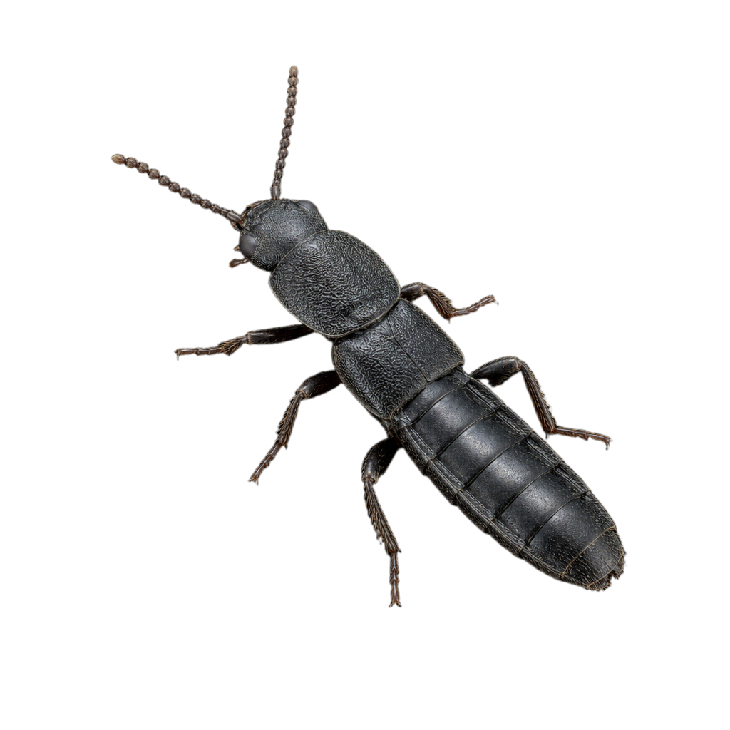Anisodactylus nigrita au Québec