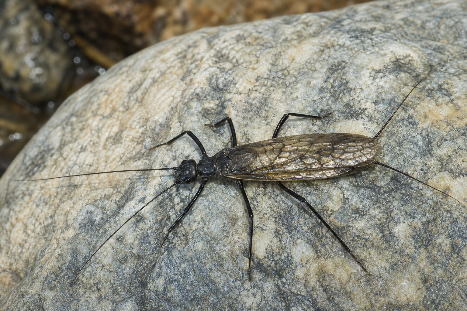 Anisodactylus nigrita au Québec