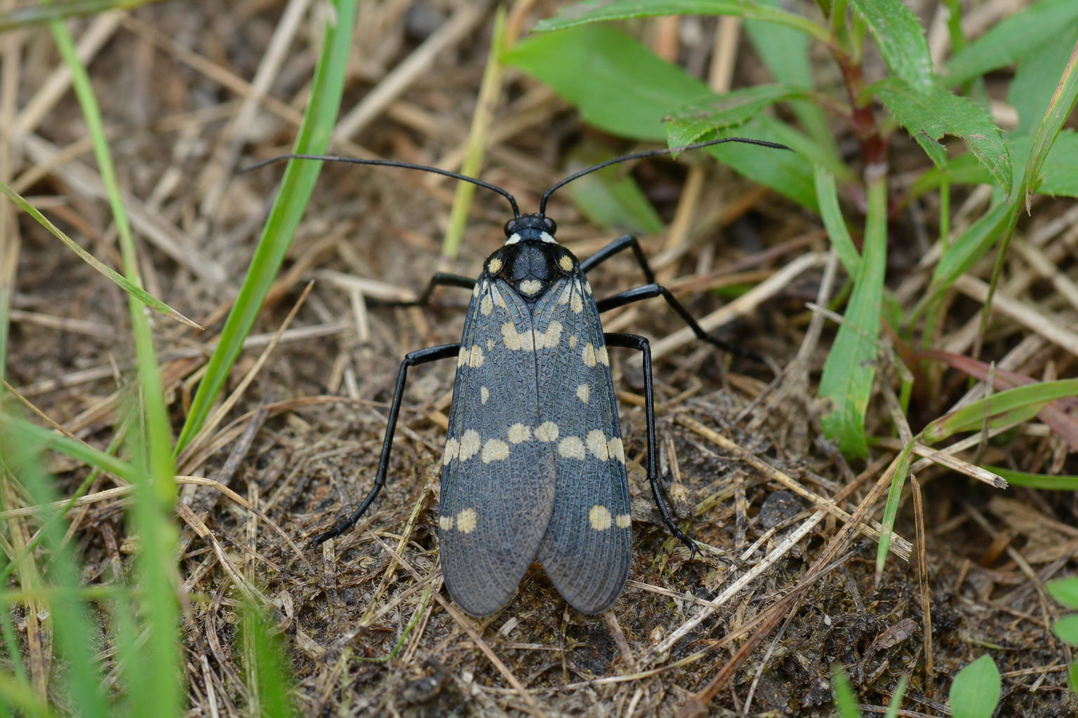 Astylopsis macula au Québec
