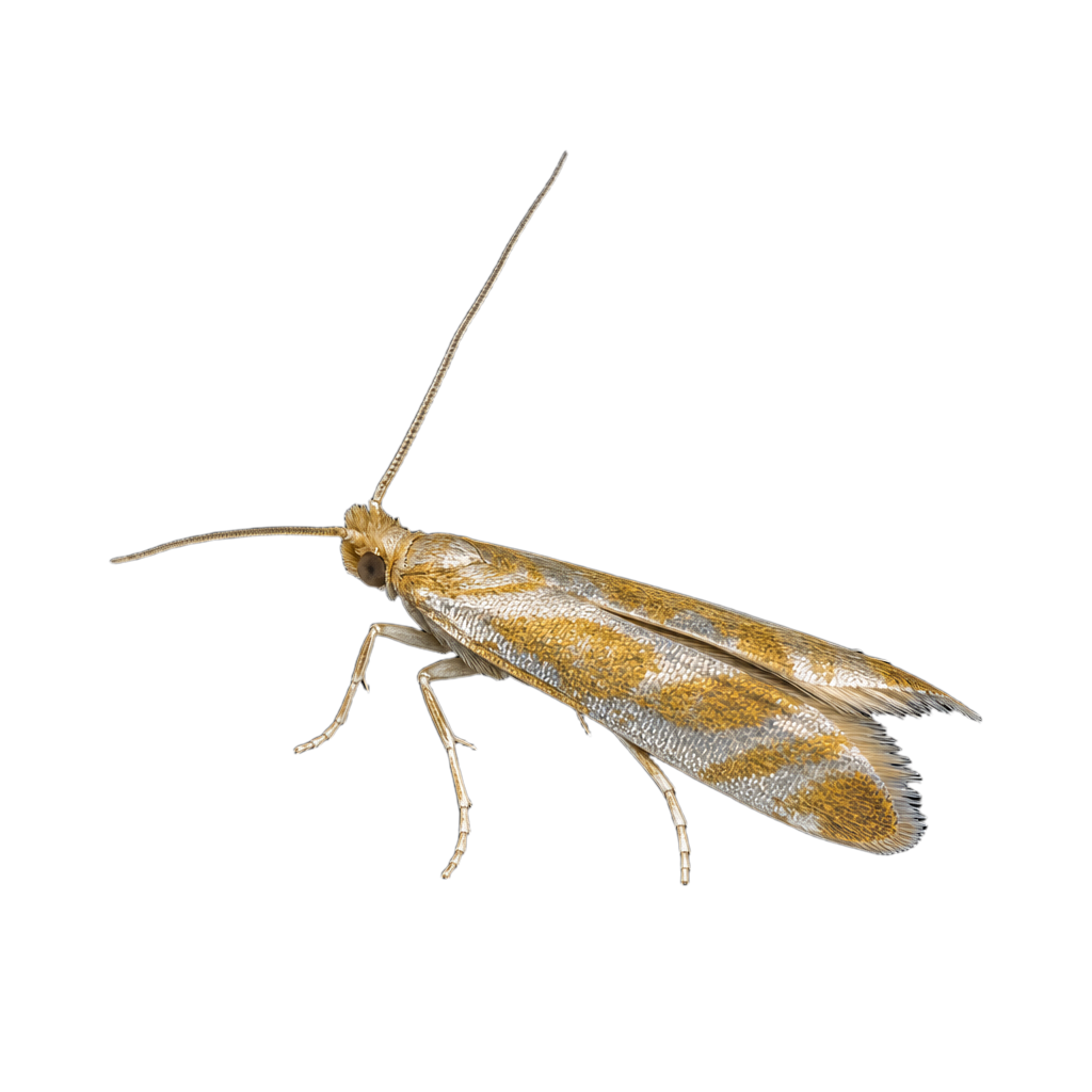 Argyresthia aureoargentella au Québec