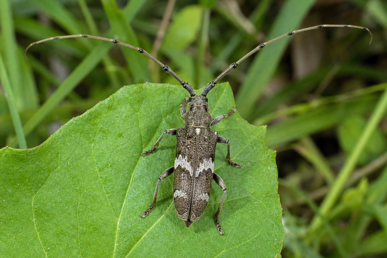Anatis labiculata au Québec