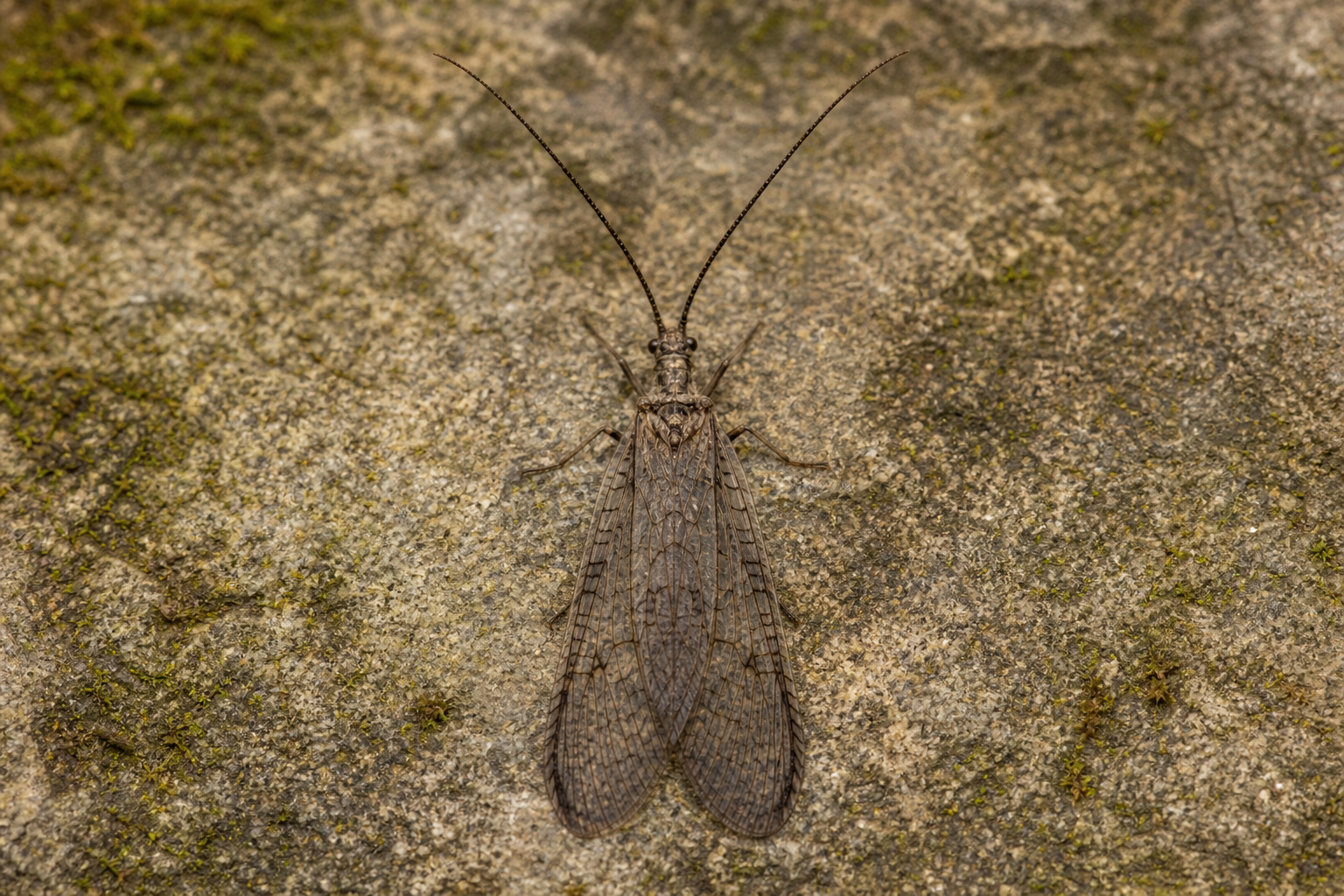 Anisotoma obsoleta au Québec