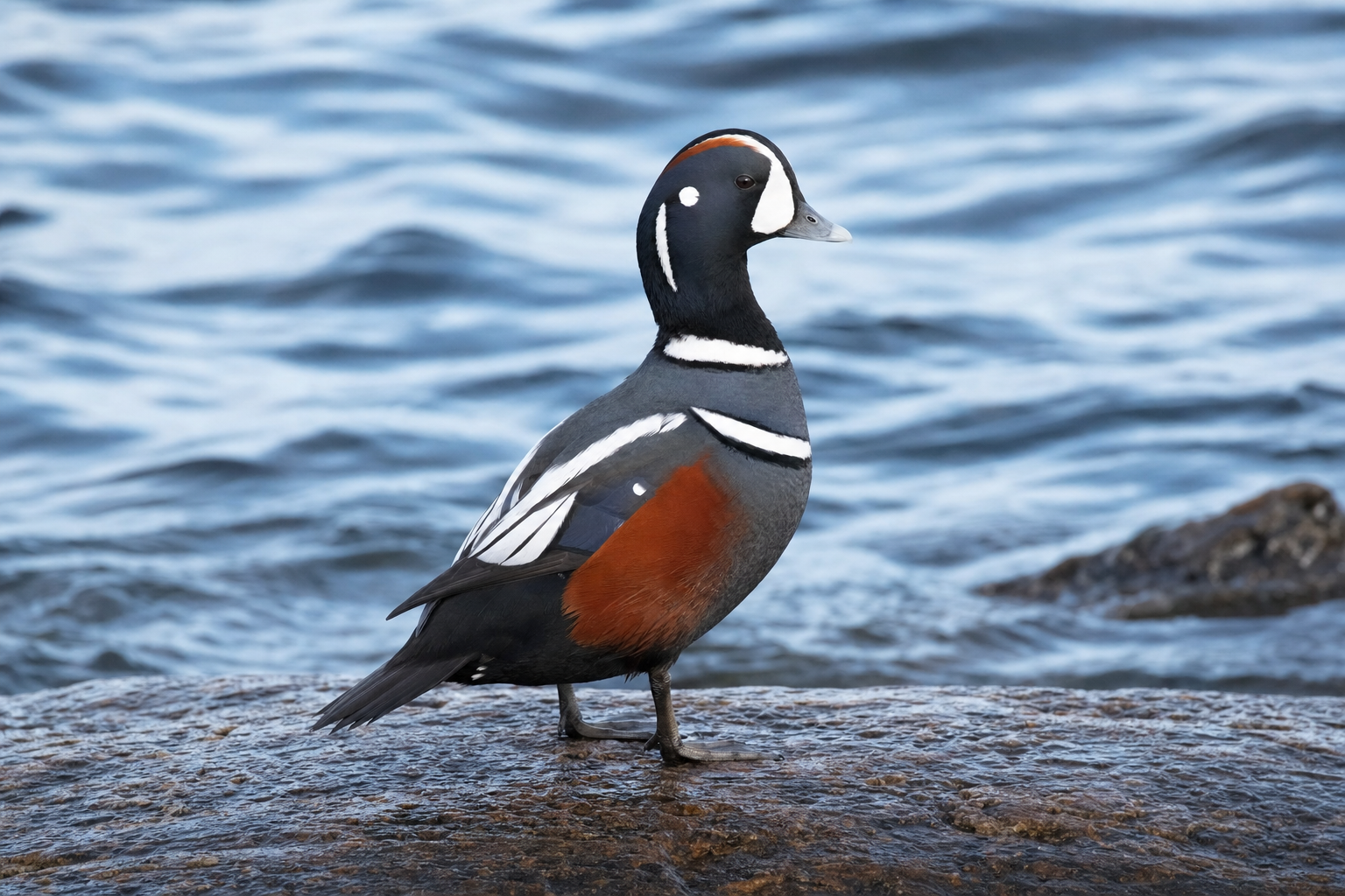 Arlequin plongeur au Québec