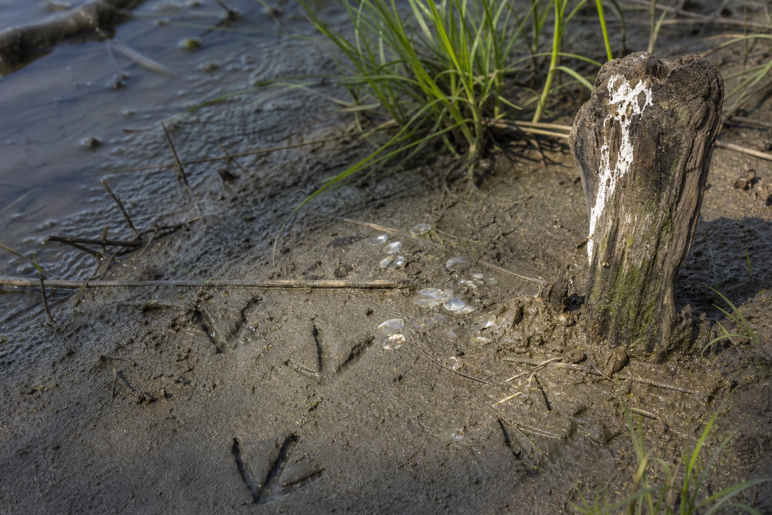Traces et indices