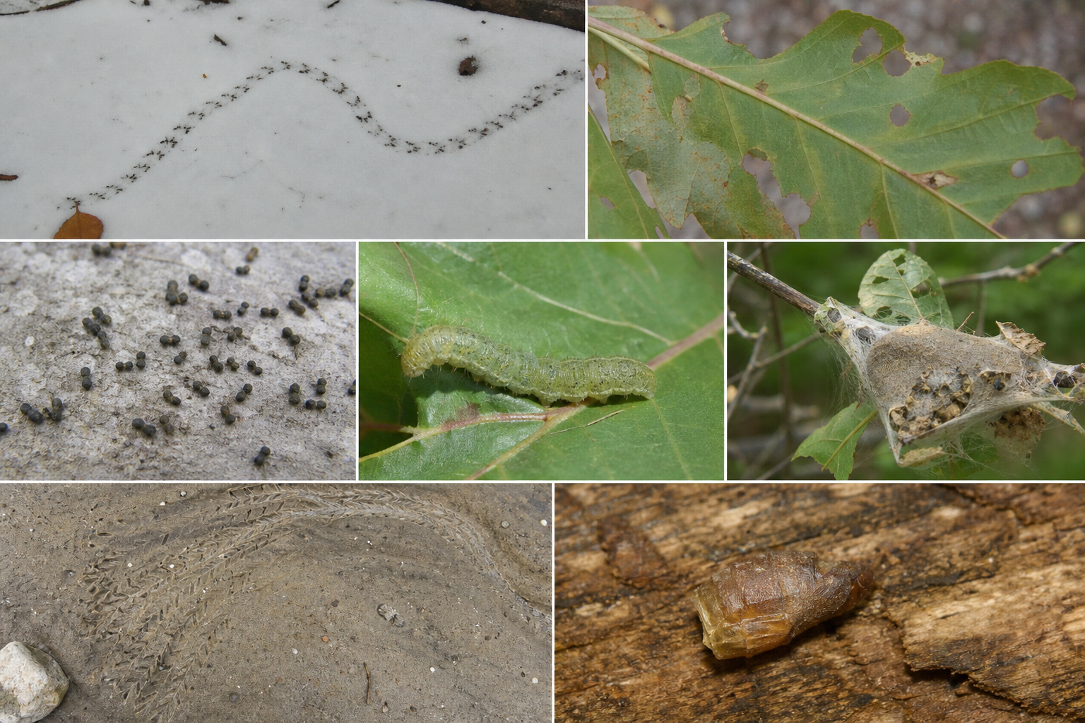 Traces et indices