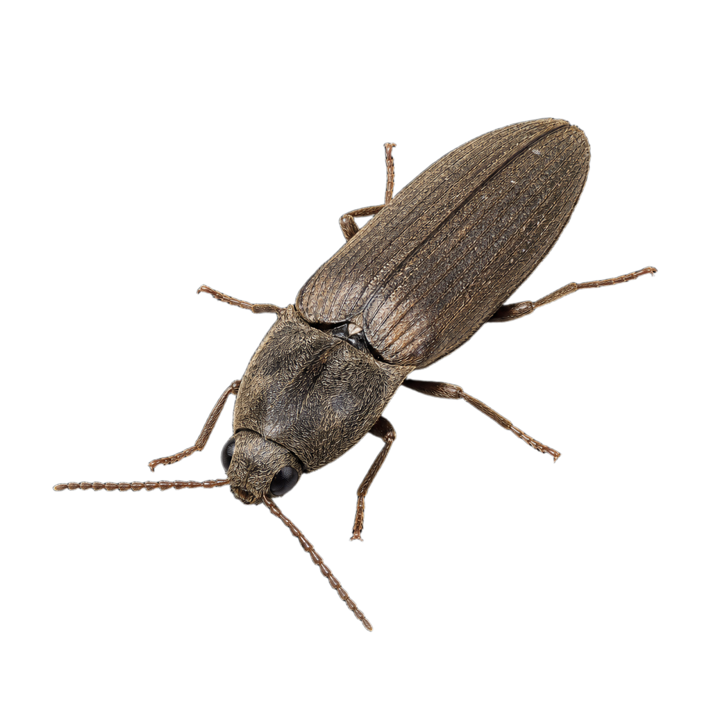 Agriotes stabilis au Québec