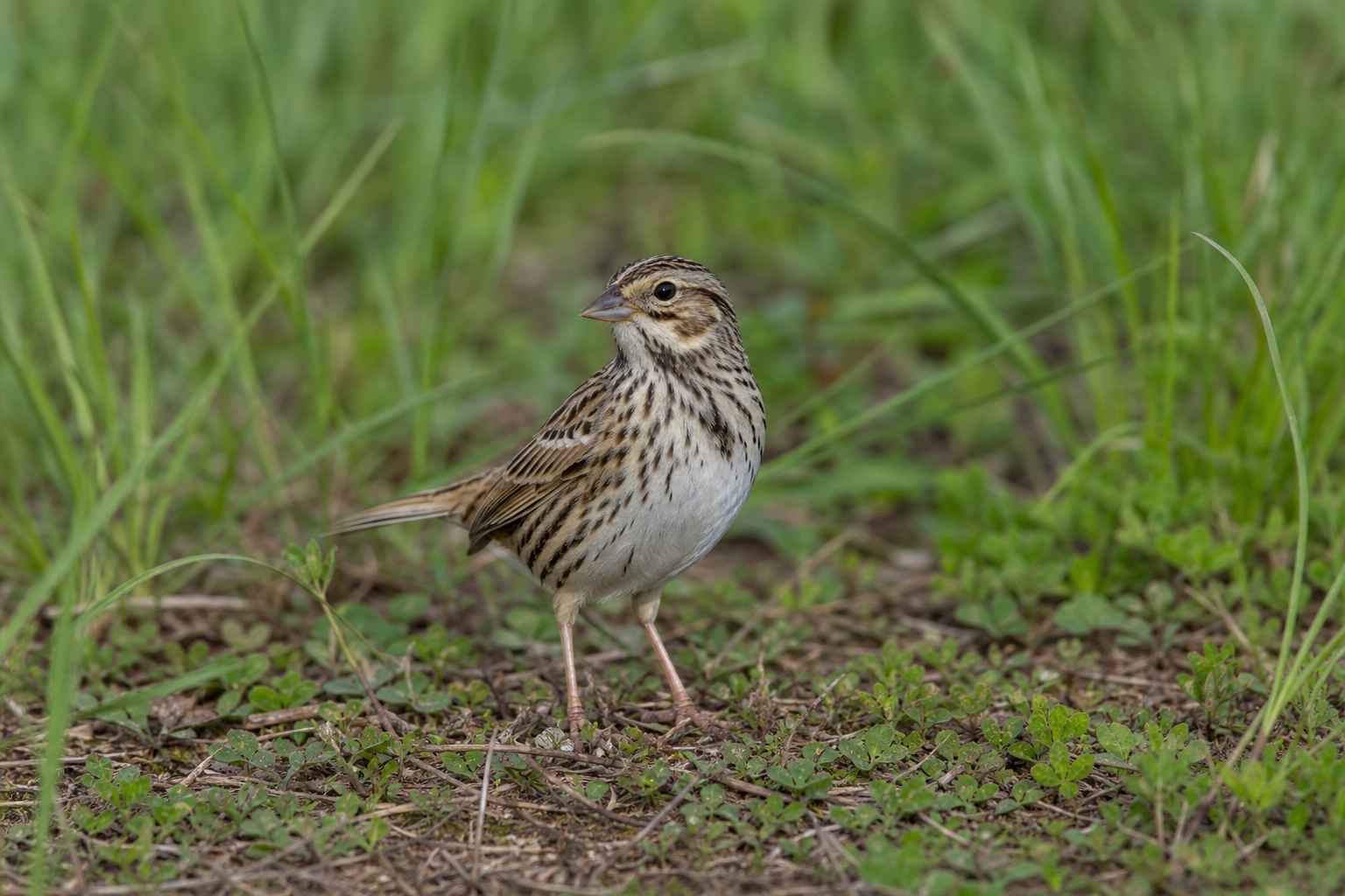 Bruant sauterelle adulte au plumage chamois et brun roux, perché sur une tige de graminée.