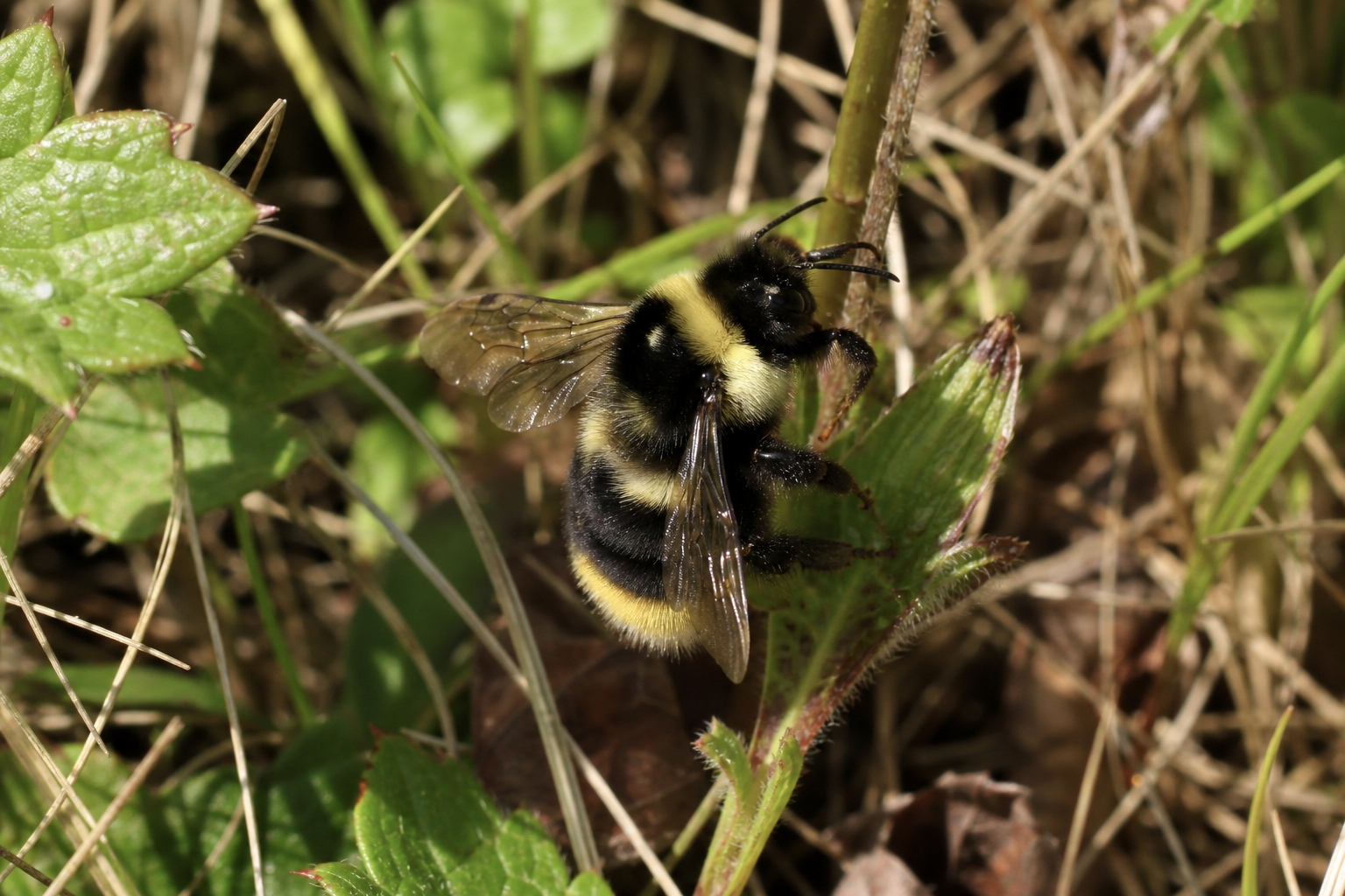 Bourdon Bombus frigidus au corps trapu et à la pilosité dense, butinant une fleur en milieu boréal