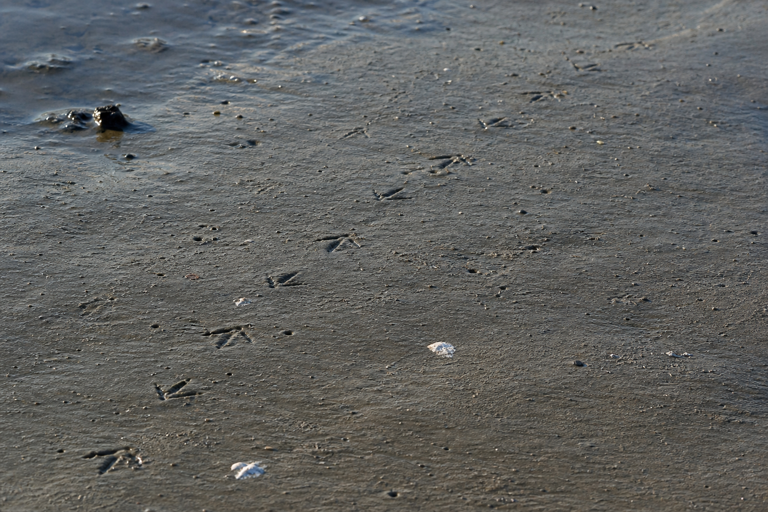 Traces et indices de Bécasseau à croupion blanc