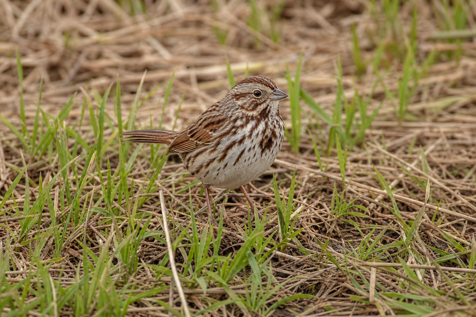 Bruant des marais adulte en plumage nuptial, calotte rousse et poitrine grise, agrippé à une tige de quenouille.