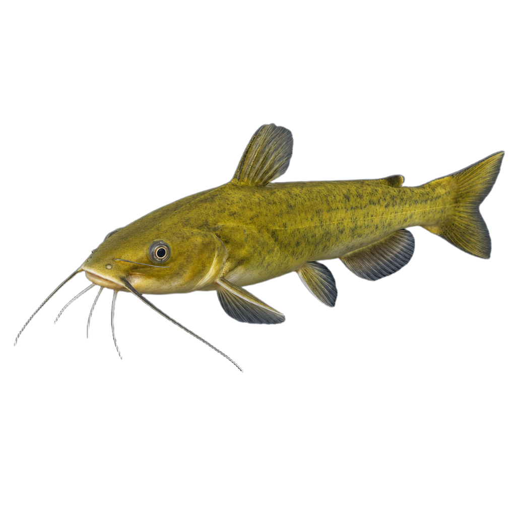 Barbotte jaune, poisson d'eau douce à peau nue et barbillons pâles, vue de côté près du fond.