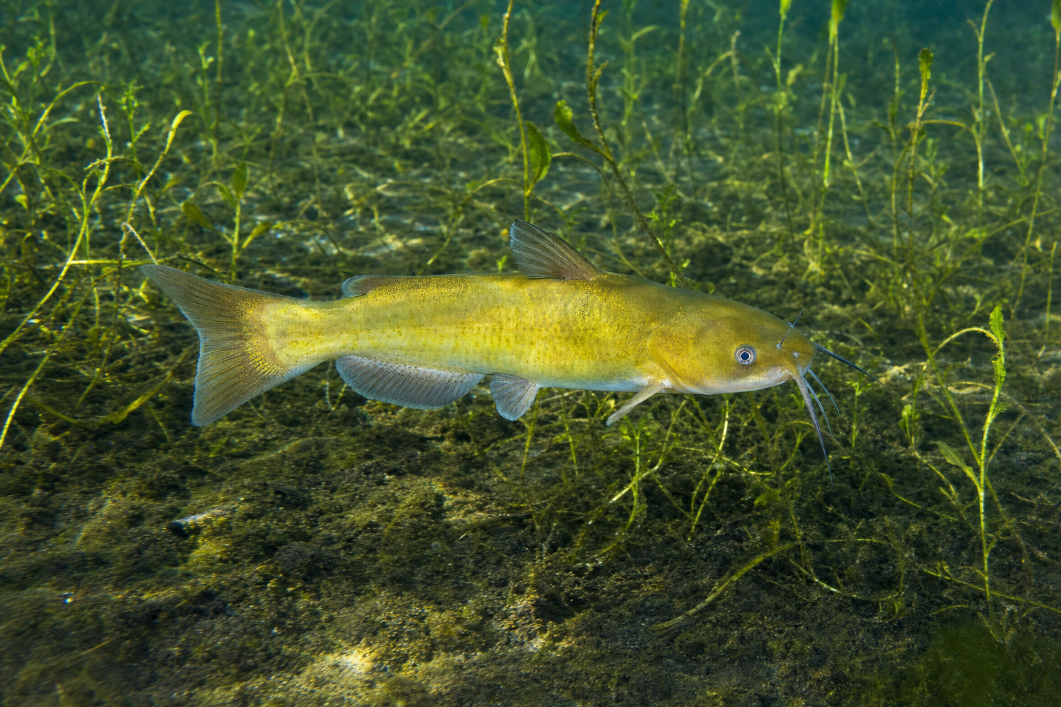 Barbotte jaune, poisson d'eau douce à peau nue et barbillons pâles, vue de côté près du fond.