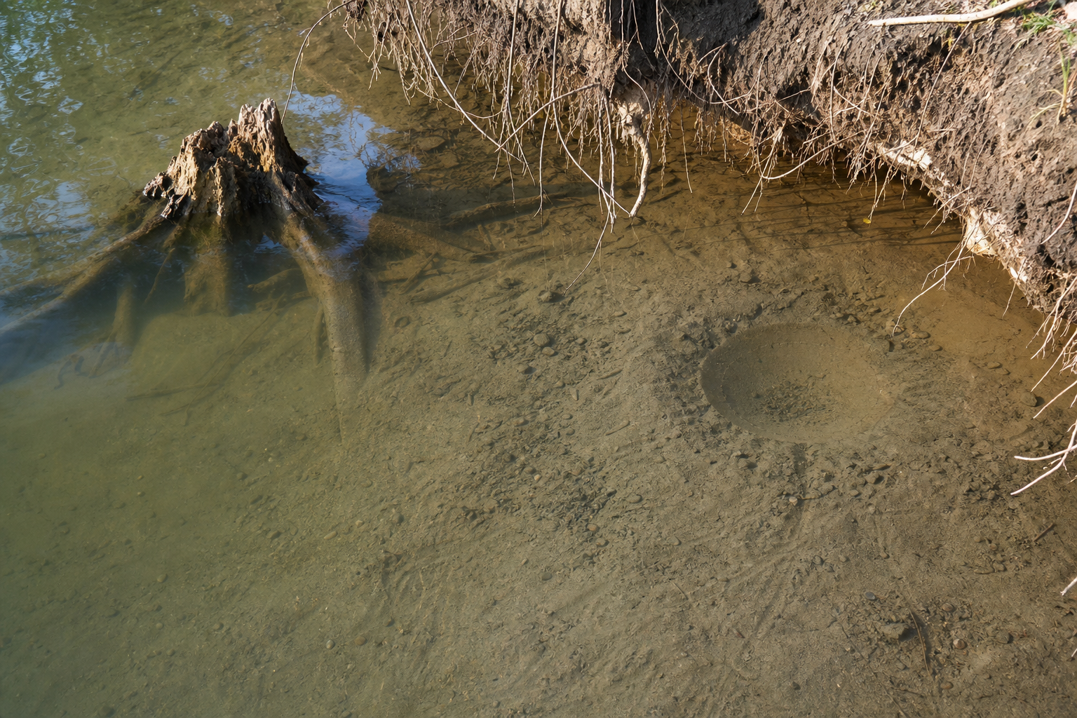 Traces et indices de Barbotte jaune