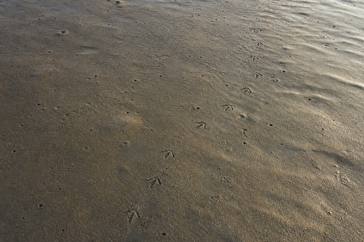 Traces et indices de Bécasseau roussâtre