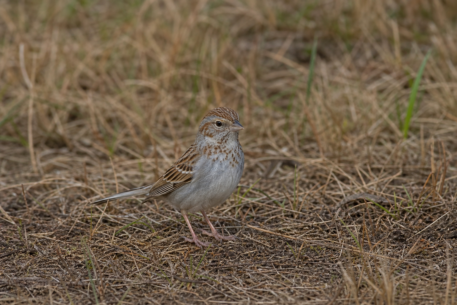 Bruant de Brewer adulte au plumage gris-brun finement strié, perché sur une branche basse.
