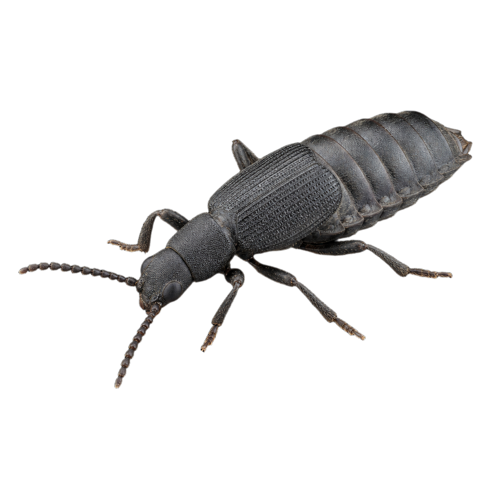 Anticheta melanosoma au Québec