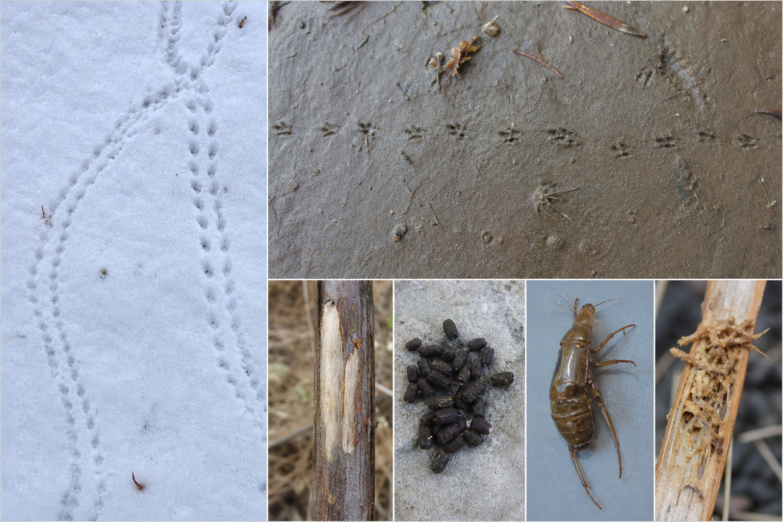 Traces et indices
