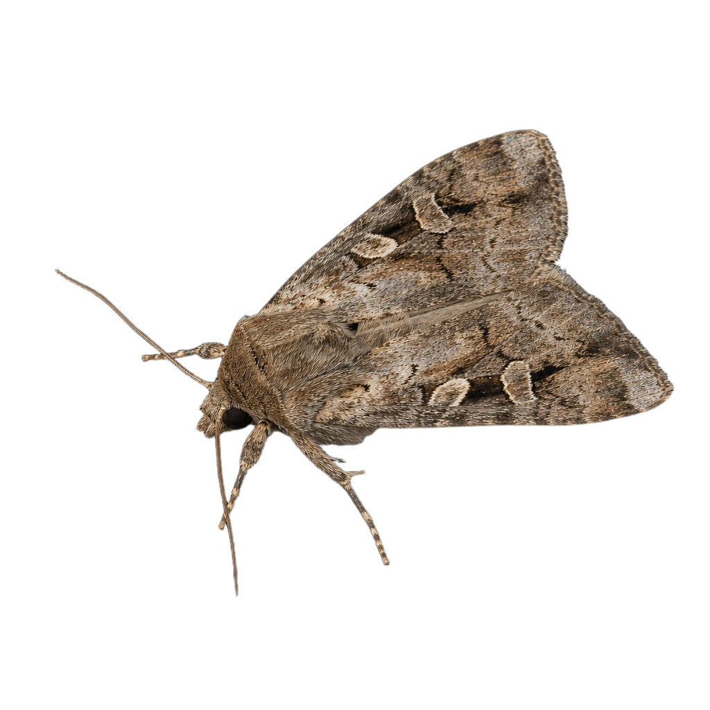 Amphipyra pyramidoides au Québec