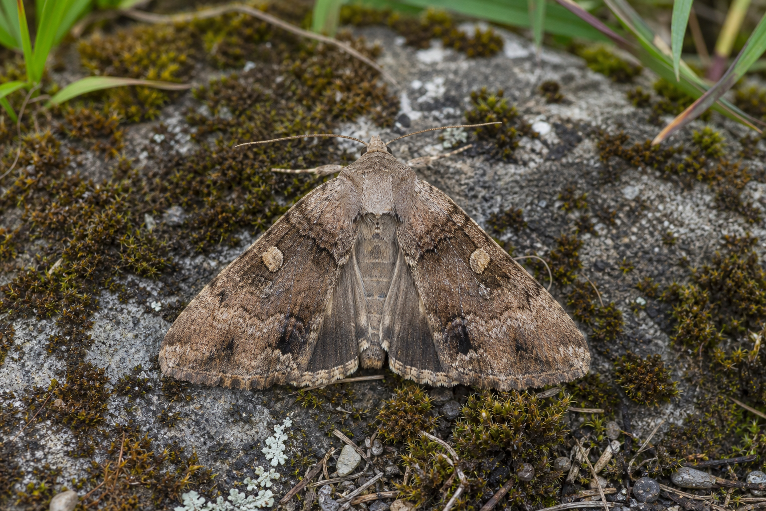 Amphipyra pyramidoides au Québec
